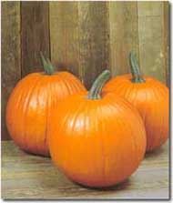 How to pick the perfect pumpkin to pick at the pumpkin patch:  Photo of a Magic Lantern pumpkin  a traditional-looking pumpkin/Marvelousmusings