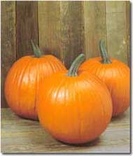 How to pick the perfect pumpkin to pick at the pumpkin patch:  Photo of a Magic Lantern pumpkin  a traditional-looking pumpkin/Marvelousmusings